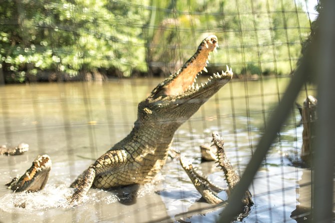 Small-Group Tour to Can Gio Vam Sat Mangrove Forest - Who This Tour Suits Best (And Who Might Want Another Option)