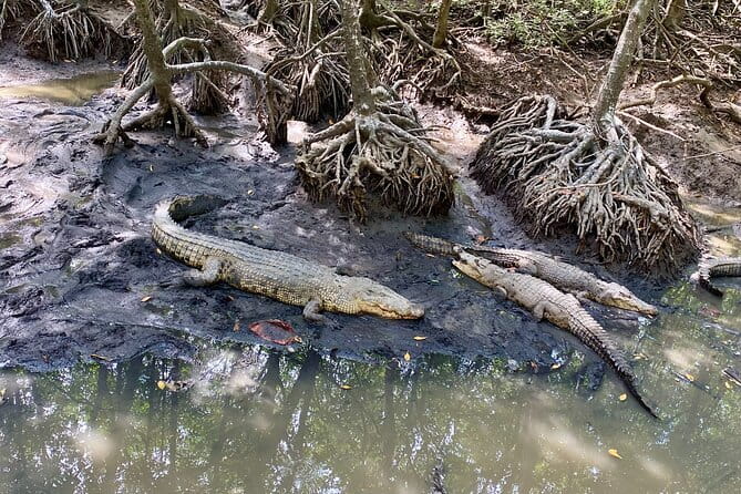 UNESCO Listed Can Gio Mangrove and Monkey Island trek - Practical tips so you enjoy Can Gio more