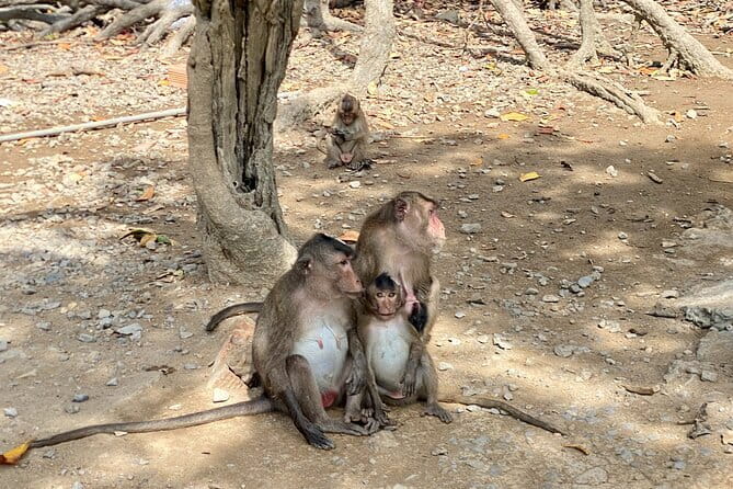 UNESCO Listed Can Gio Mangrove and Monkey Island trek - Morning logistics: District 1 pickup and the Bình Khánh Ferry