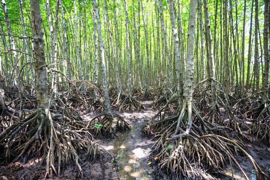 Vam Sat Mangrove Forest Private Tour from Ho Chi Minh City - Key things that make this tour work