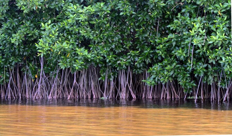 Vam Sat Mangrove Forest Private Tour from Ho Chi Minh City - Price and value: is $139 a fair deal?