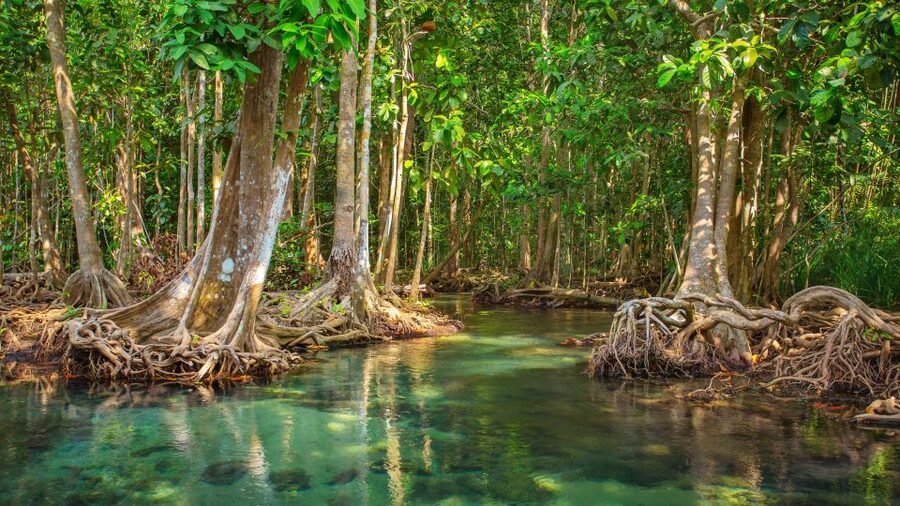Vam Sat Mangrove Forest Private Tour from Ho Chi Minh City - Traditional fishing hamlets and the rhythm of local life
