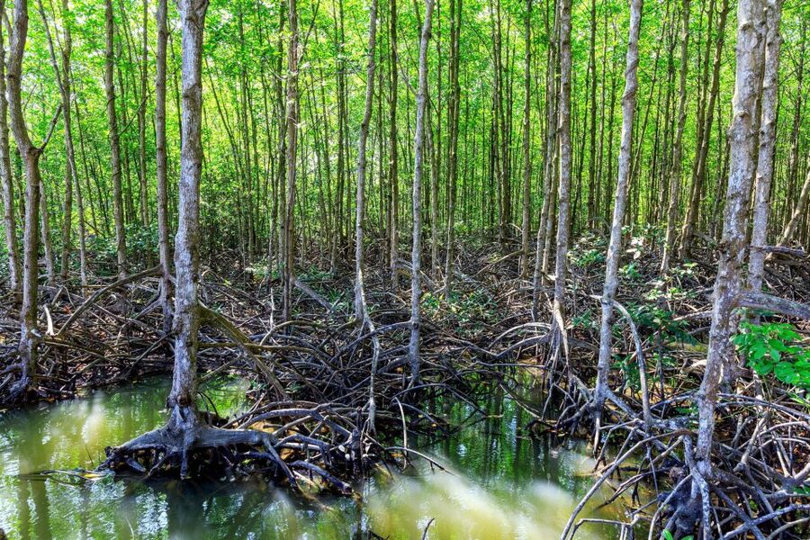 Vam Sat Mangrove Forest Private Tour from Ho Chi Minh City - Optional alternatives inside the eco area