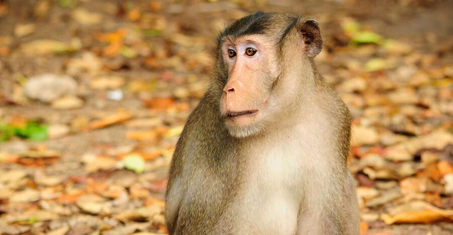 Vam Sat Mangrove Forest Private Tour from Ho Chi Minh City - Can Gio Biosphere Reserve: mangroves with a purpose