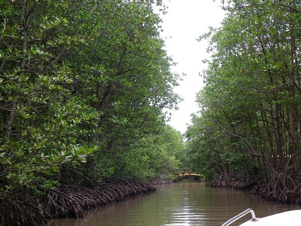 Vam Sat Mangrove Forest - VIP Private Tour - Key Points You’ll Actually Care About