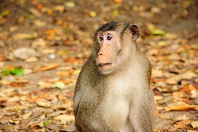 Vam Sat Mangrove Forest - VIP Private Tour - Hotel Pickup in Districts 1, 3, and 4 and the Trip Out to Dan Xay