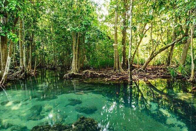 Vam Sat Mangrove Forest - VIP Private Tour - Bird Sanctuary Scale: 20,000+ Birds From 26 Species