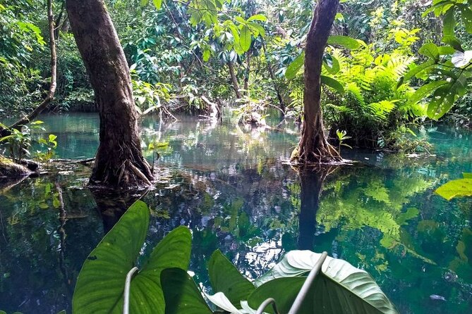 Vam Sat Mangrove Forest - VIP Private Tour - Long-Tailed Monkeys (and Crocodile Feeding as a Bonus Moment)