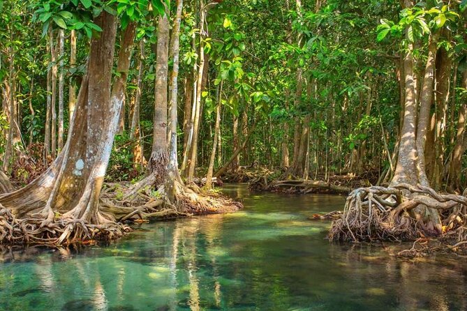 Vam Sat Mangrove Forest - VIP Private Tour - Canoe Time Inside the Mangroves With a Local Boatman
